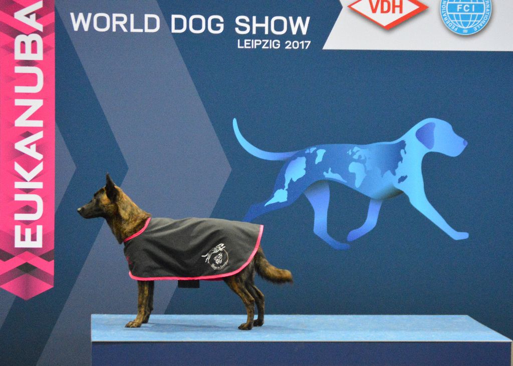 An Erminig - World Dog Show - Leipzig 2017
